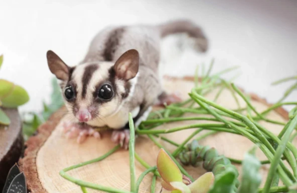 蜜袋鼯飼養水果
