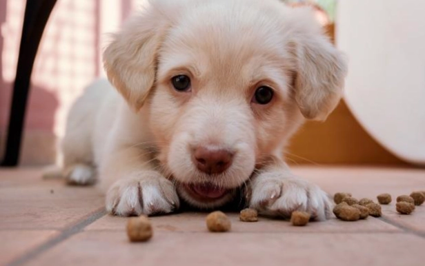 小狗肚子硬塊 小狗肚子硬塊