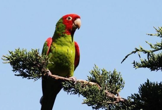 特殊寵物申請流程