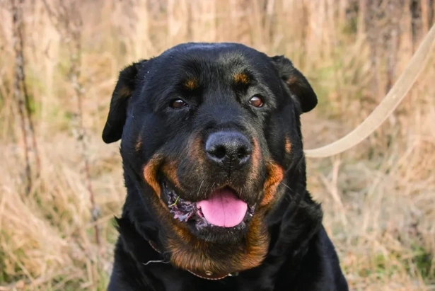 羅威納犬飼養問題 羅威納犬飼養問題
