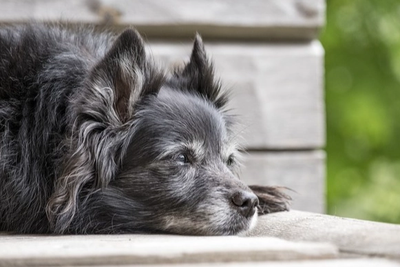 狗牙齒手術併發症 狗牙齒手術併發症