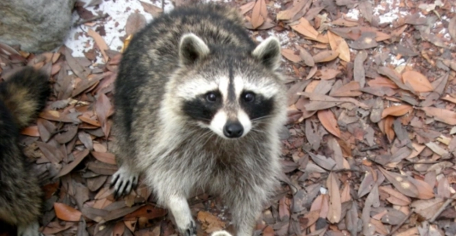 台灣輸入動物規定