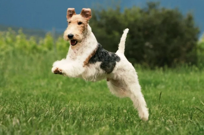 剛毛獵狐梗犬 飼養