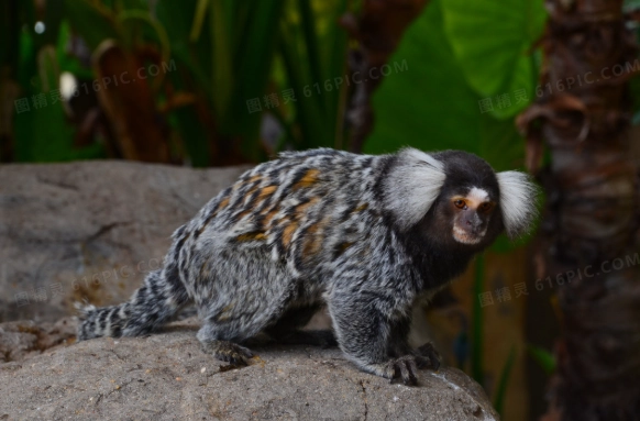鼯猴食物 鼯猴食物