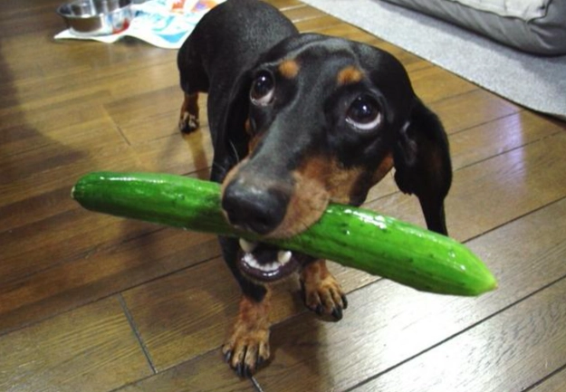 狗狗焦慮藥物副作用