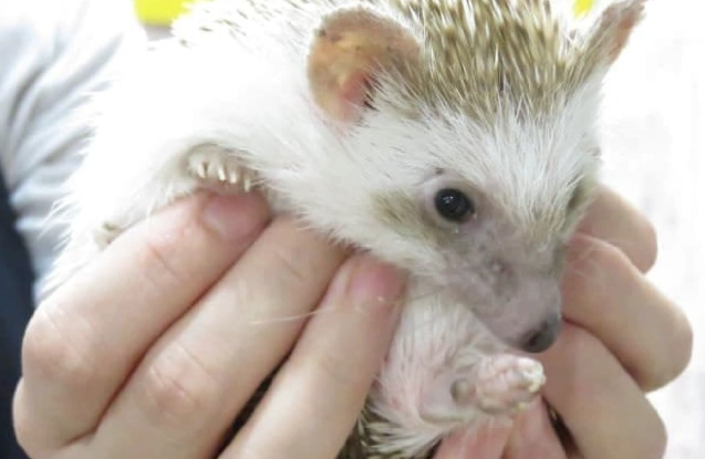 刺蝟飼養方法 刺蝟飼養方法