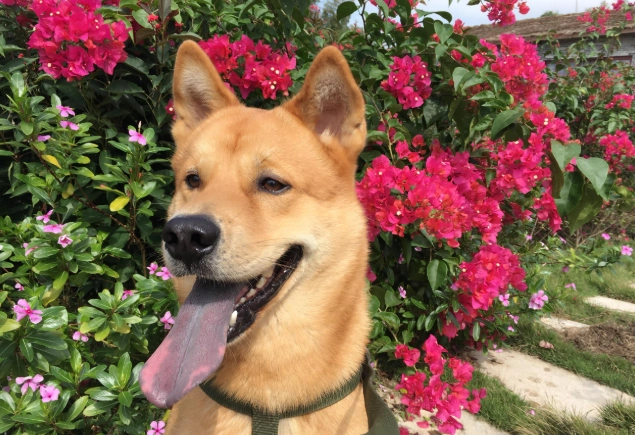 乳腺瘤症狀判斷