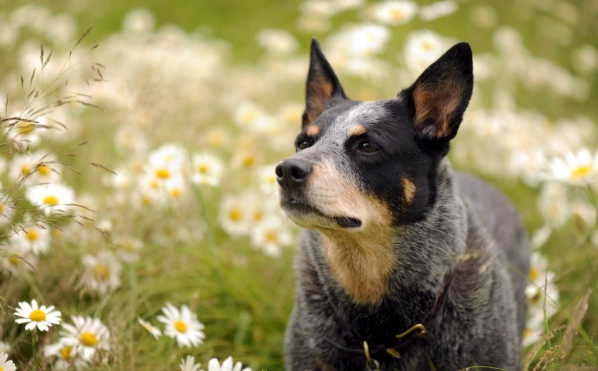 台灣牧牛犬訓練