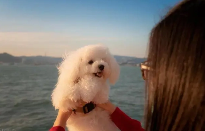 如何延長比熊犬壽命