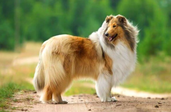 如何延長喜樂蒂壽命