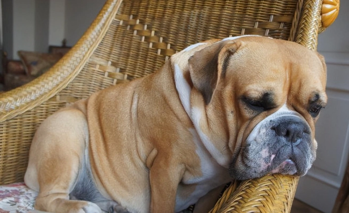 寵物用藥注意事項