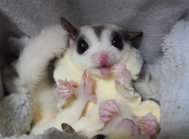 蜜袋鼯成長監測