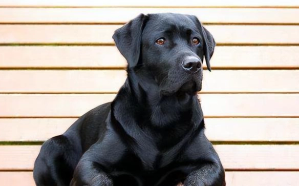黑色狗品種