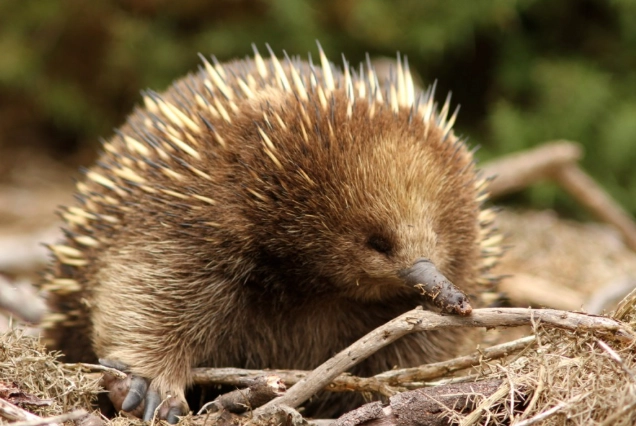 刺蝟鼠價格 刺蝟鼠價格