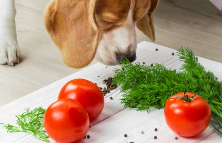 蕃茄對狗狗的好處