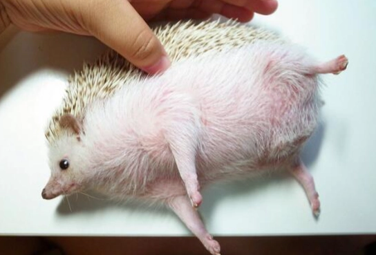 養刺蝟注意事項 養刺蝟注意事項