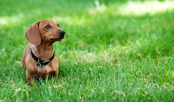 臘腸狗肥胖預防