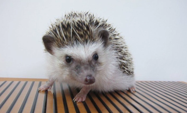 刺蝟鼠價格 刺蝟鼠價格