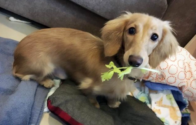 臘腸狗顏色遺傳