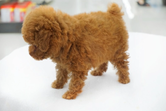 玩具貴賓飼養問題