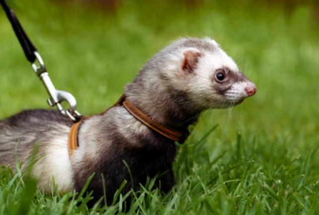 雪貂平均壽命 雪貂平均壽命