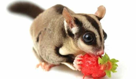 蜜袋鼯餵食水果