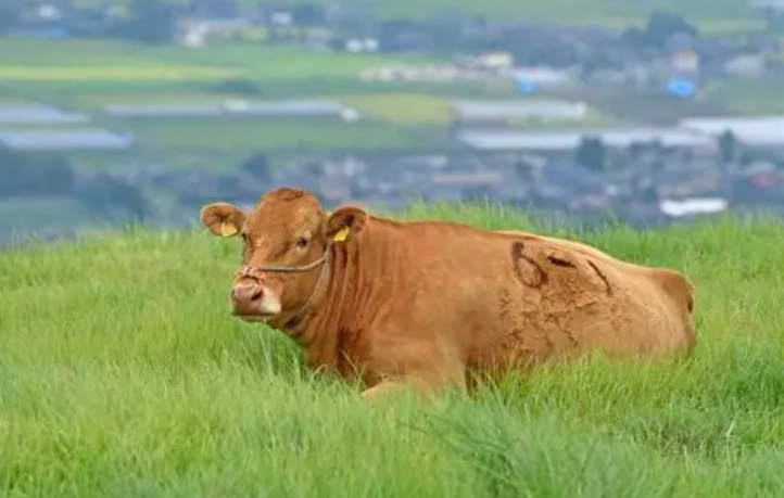 動物保護法 罰則