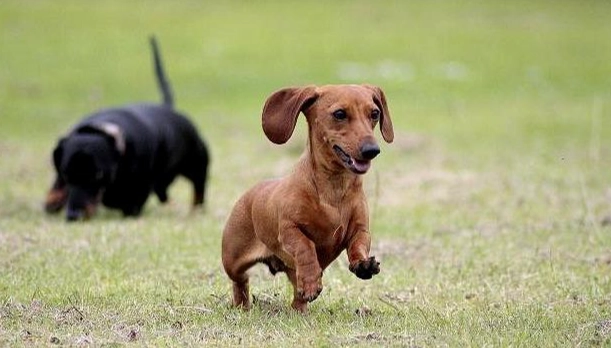 臘腸狗健康照護