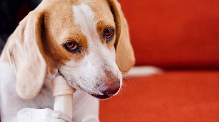 寵物癌症手術花費