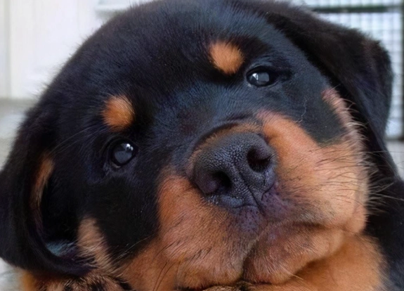 如何延長羅威納壽命