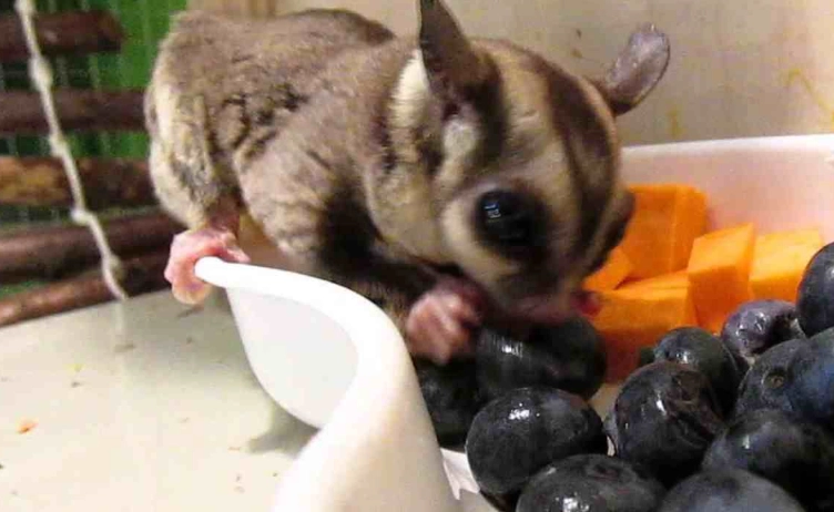 蜜袋鼯可吃蔬菜