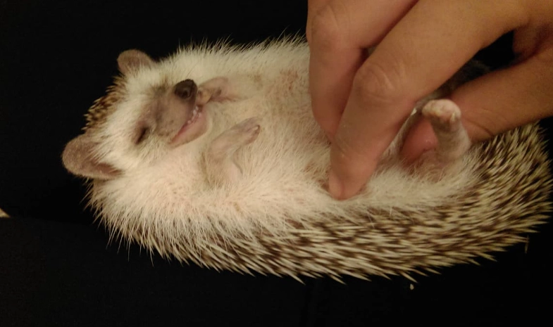 養刺蝟注意事項 養刺蝟注意事項