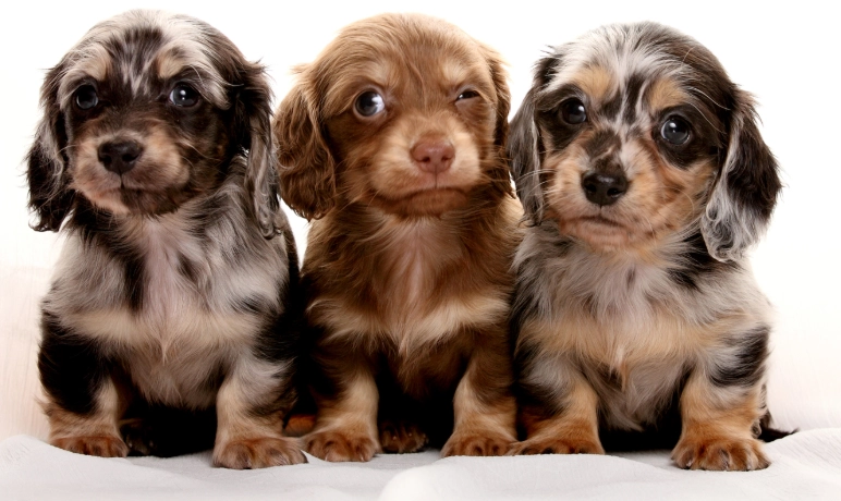 臘腸狗顏色遺傳