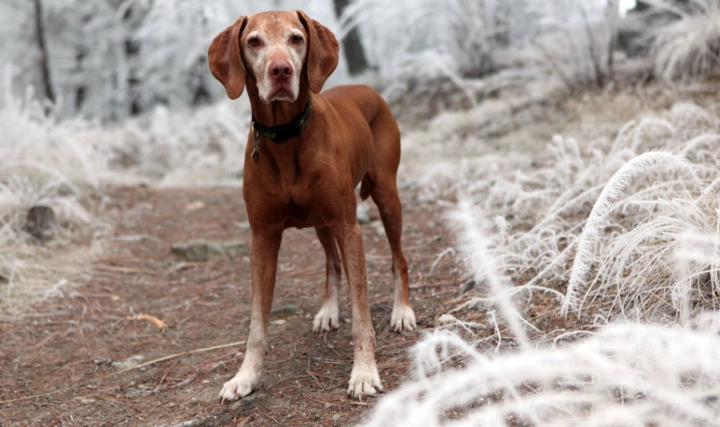 寵物用藥注意事項