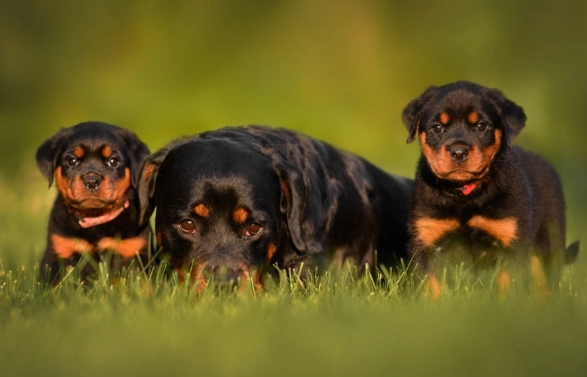 羅威納犬禁養原因