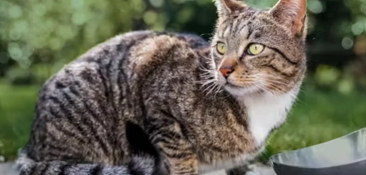 貓咪飲食紅蘿蔔 貓咪飲食紅蘿蔔