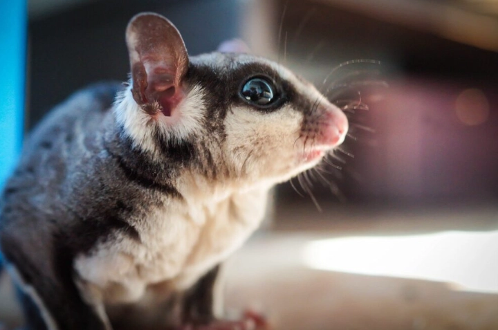 蜜袋鼯昆蟲飼料