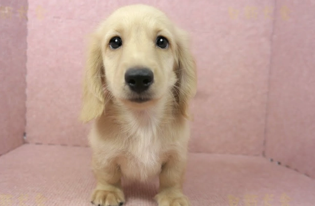 奶油香腸壞處 奶油香腸壞處