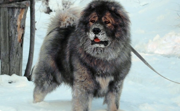 高加索犬飼養 高加索犬飼養