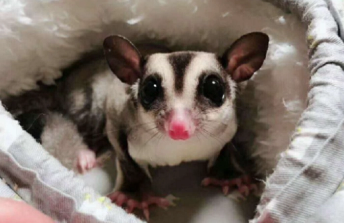 蜜袋鼯餵食頻率