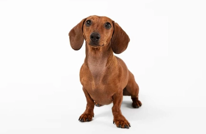 短毛臘腸狗 健康