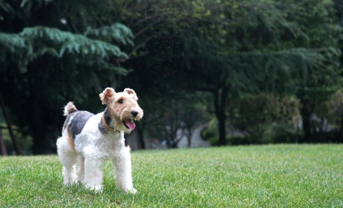 剛毛獵狐梗犬 健康問題