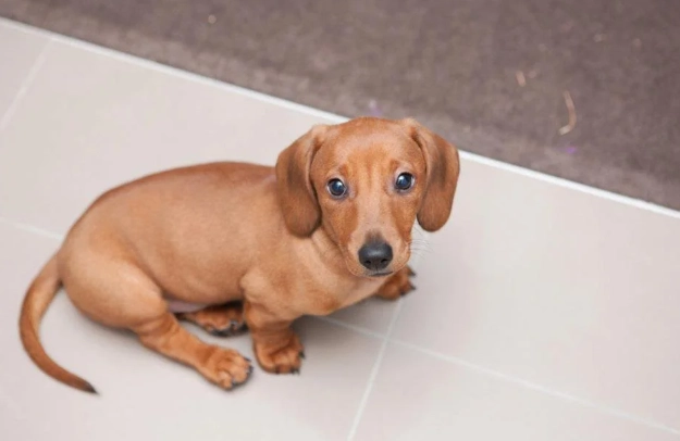 狗智商排行榜 狗智商排行榜