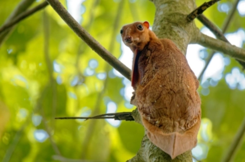 鼯猴食物 鼯猴食物