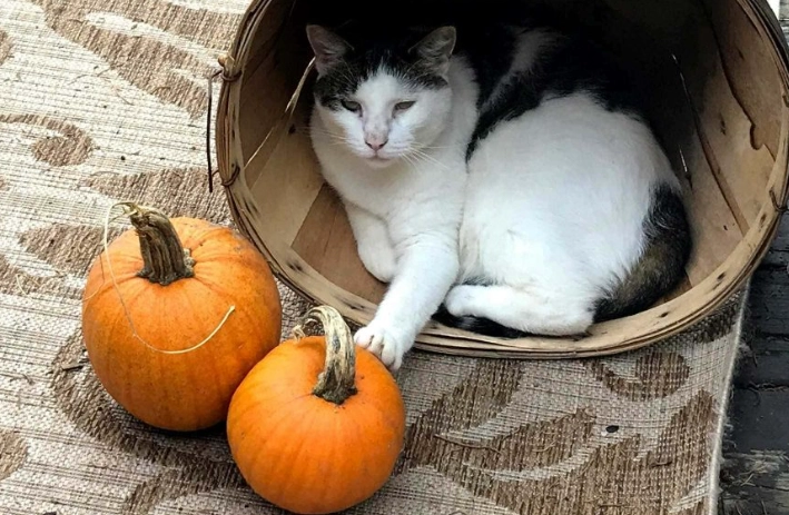 貓可以吃南瓜嗎安全