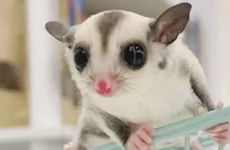 蜜袋鼯可以吃的水果