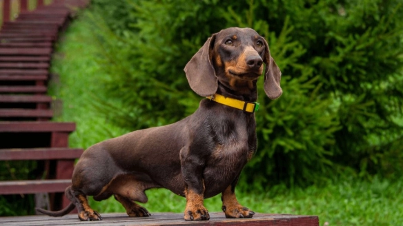 臘腸狗健康照護