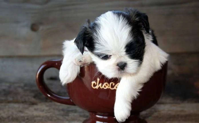 茶杯犬健康問題