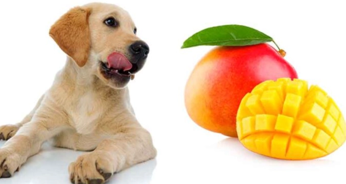 小狗吃芒果安全嗎 小狗吃芒果安全嗎