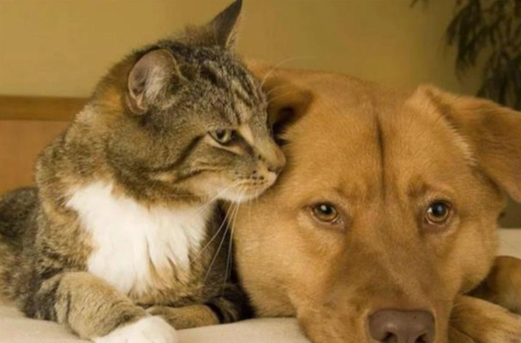 動物保護法 修法